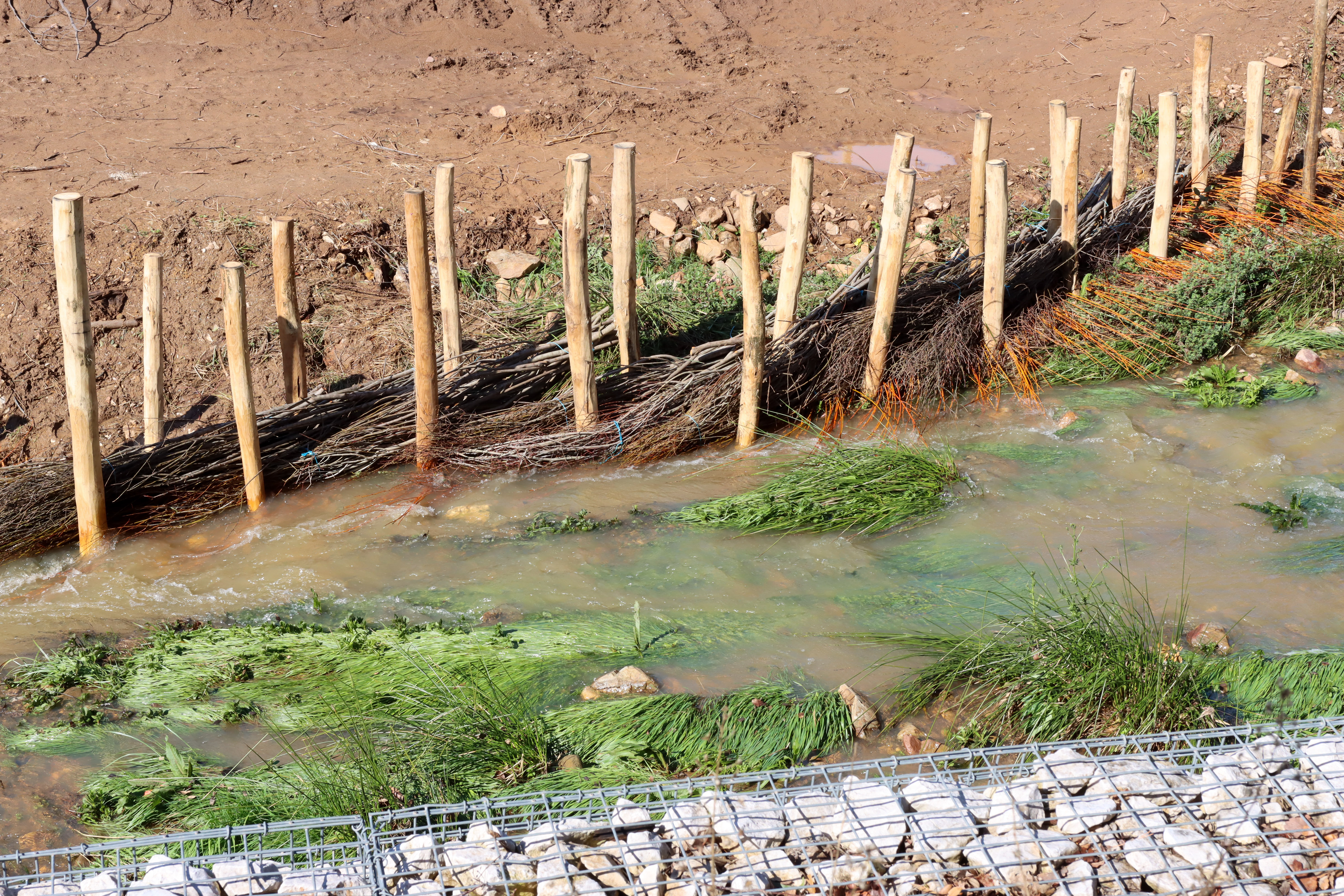 03 13 2025 OX IMG 5290 2