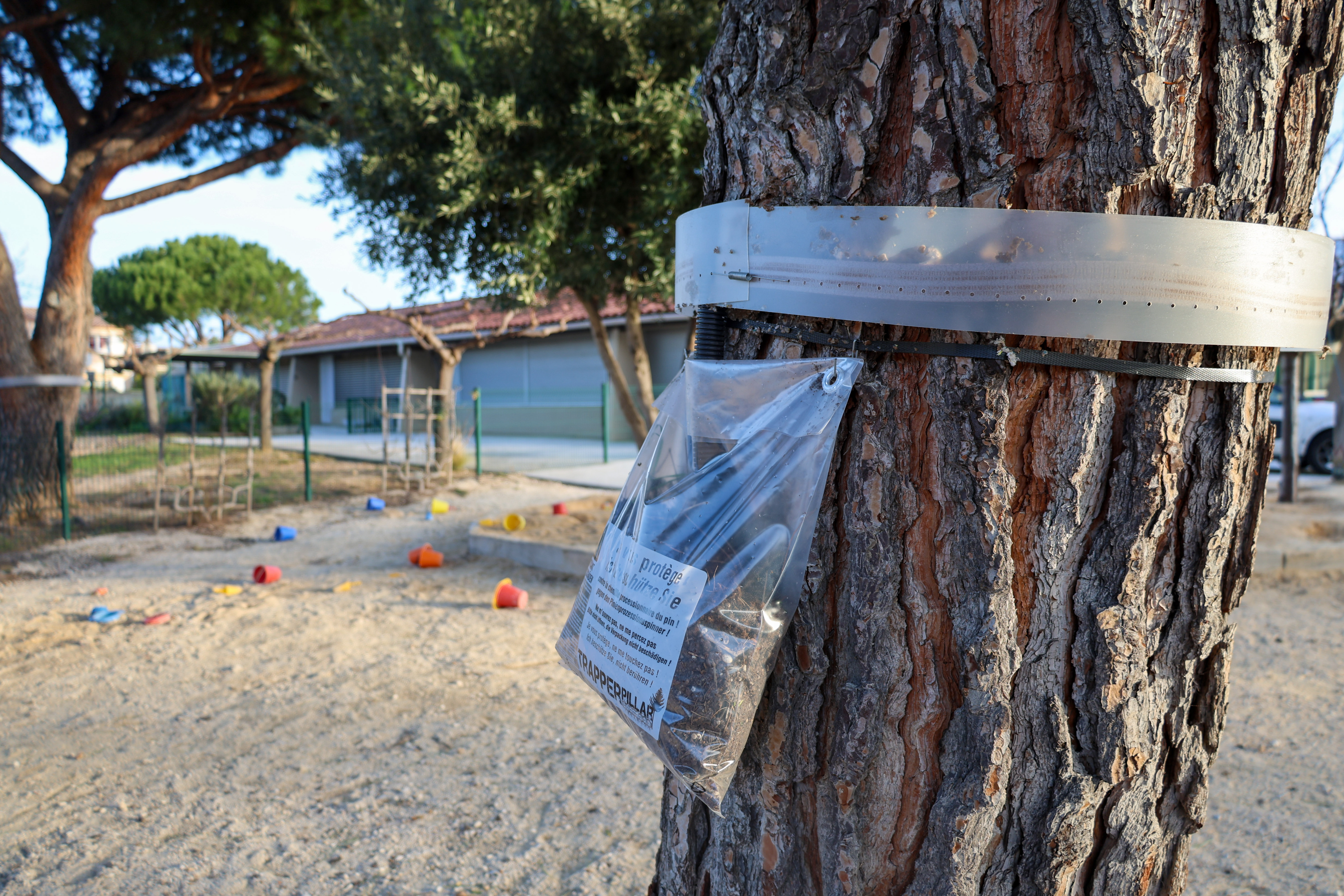 01 21 2026 5610 CHENILLES PROCESSIONNAIRES MOULIN VIEUX OX